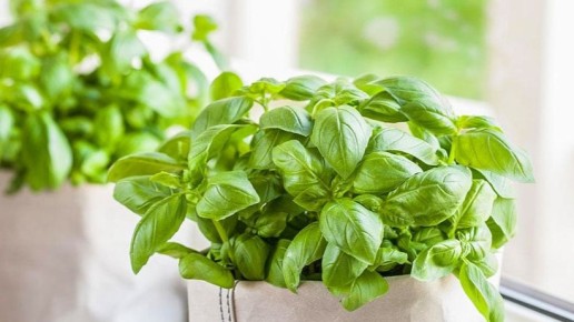 Как вырастить прекрасный базилик за три дня: советы от опытного огородника