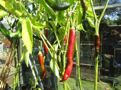 ��� ��������� ��������� ���������: �������� ������ ����� ��� ����