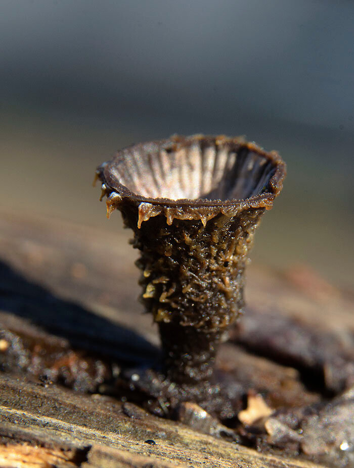 Гриб-бокальчик: таинственный обитатель лесов и его удивительные свойства