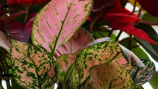 ���������: ������� ������� ��� ������ ���������