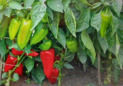 ������ ������� ������: ��� �������� ������ � �������� �������� � �������