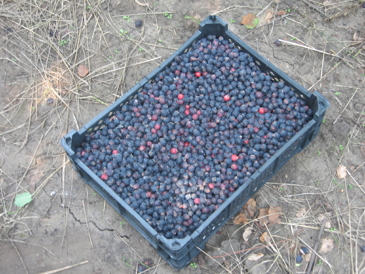 Ирга: секреты удивительной ягоды и её полезные свойства