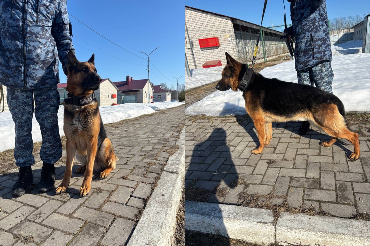 В Вологде вышедшая на пенсию служебная овчарка Риччи ищет новых хозяев