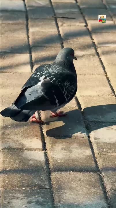 Андрей Накрошаев: Весна в Череповце