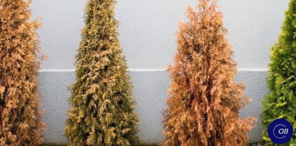 Спасение хвойных: Как вернуть жизнь обгоревшим растениям