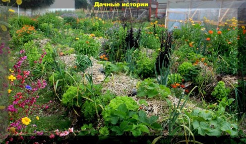 Как опыт предков помогает получить богатый урожай