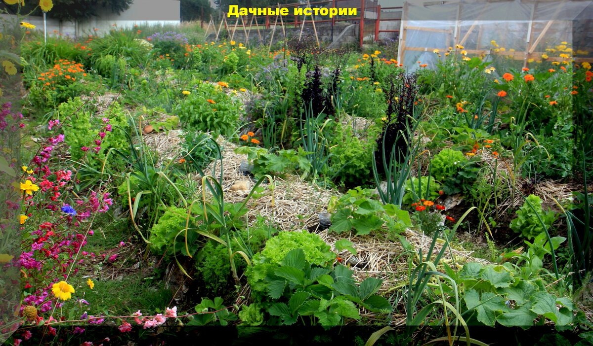 Как опыт предков помогает получить богатый урожай