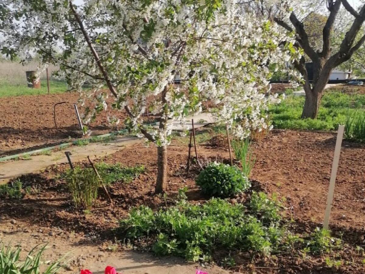 Эффективные методы избавления от муравьёв на даче