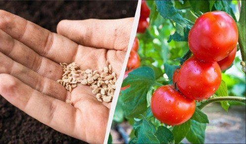 ������ ��� �����������: ��������� ���� ������� �� ����� ���������