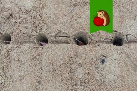 Как подготовить грядки для крепкого озимого чеснока