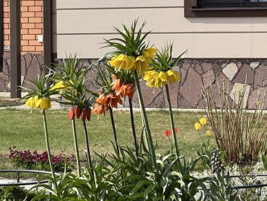 Секреты посадки рябчиков: как правильно укладывать луковицы