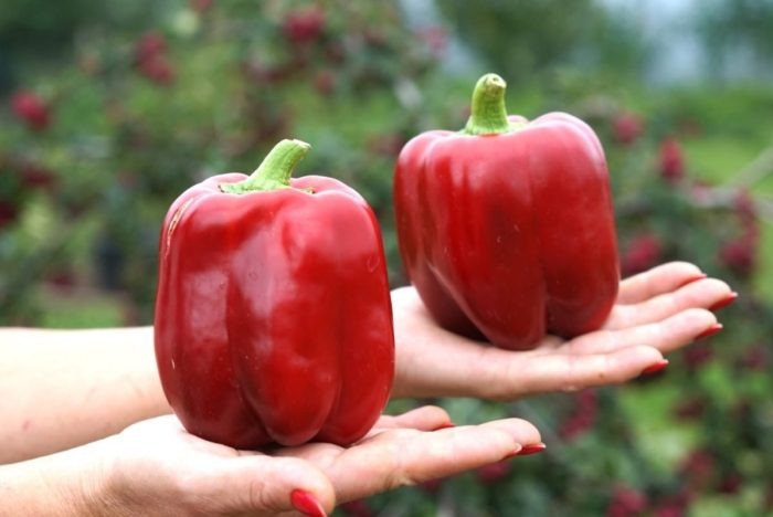 Великаны среди перцев: знакомьтесь с Великаном Голландским