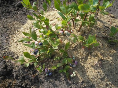 ��� ������� ��������� �������� �� ����� �������