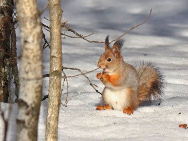 ���� �� ������� +8� +13�, ��������������� ��� �������