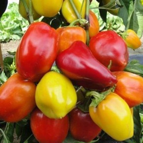 ������� ����� ��� ���������: ��� �������� ������ ������ ������