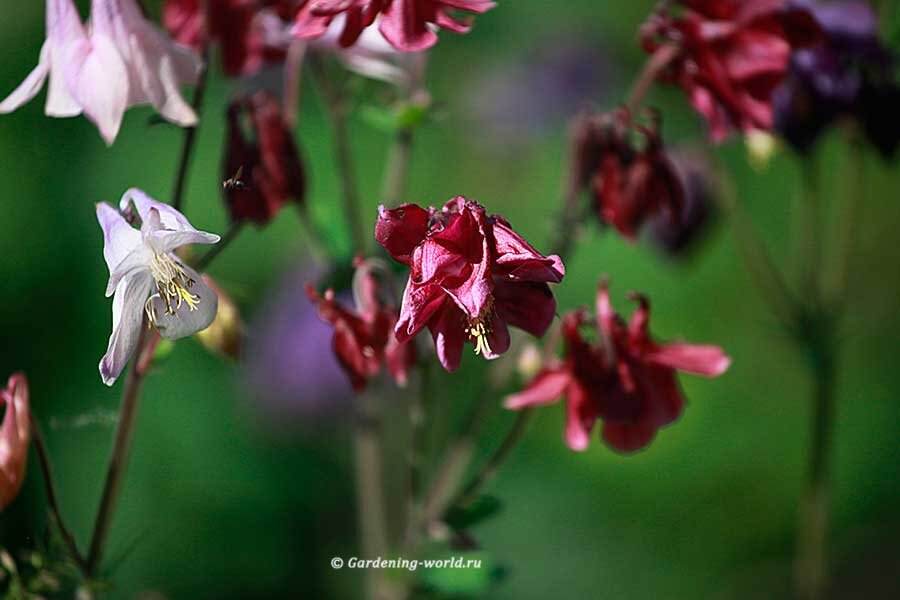 Как правильно вырастить аквилегию из семян: советы и успешные примеры