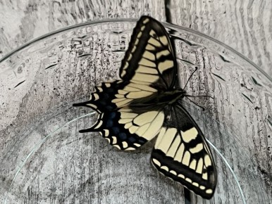 Садовые термины, которые стоит знать: буква Б