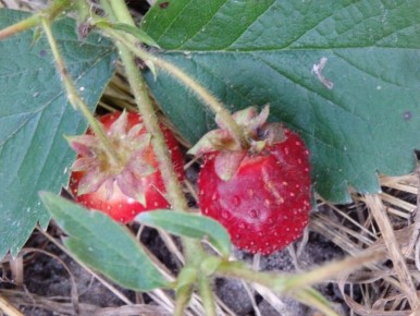 Как пересадить ремонтантную клубнику в горшок к зиме