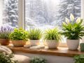 Зимние заботы о комнатных растениях: как сохранить их здоровье