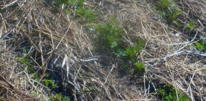 Как избежать неприятностей при выращивании моркови