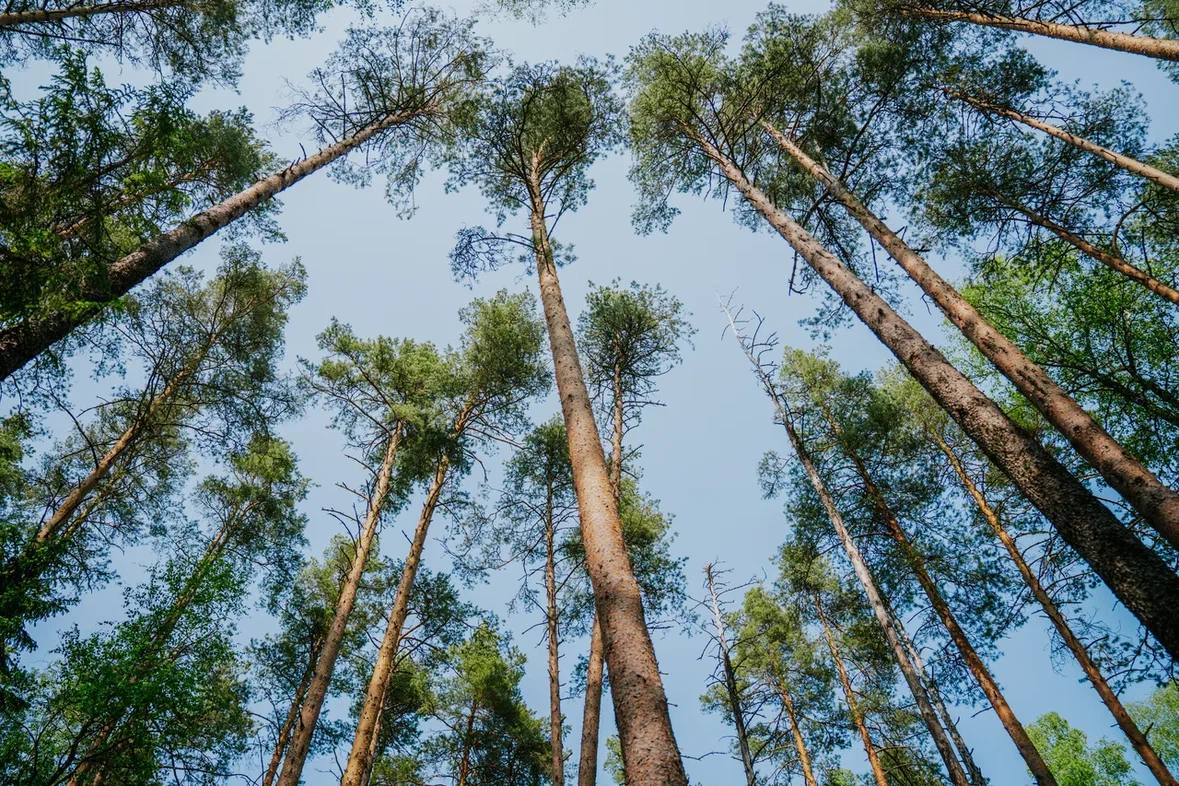 Планируйте экопутешествие по Вологодской области онлайн Планируйте экопутешествие по Вологодской области онлайн