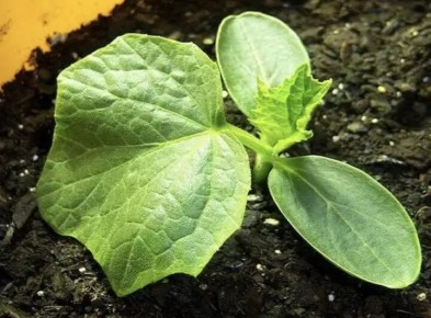 ��� ��������� ������������� ������� �������: ������� ������