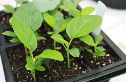 ������ ��������� ����������: ������� ������� ������� � �������� ������