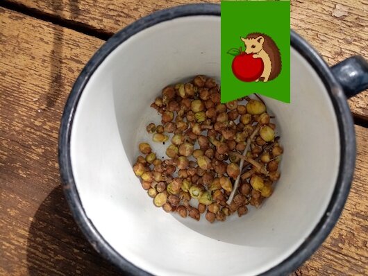 Как защитить черную смородину от почковых клещей: советы и рекомендации