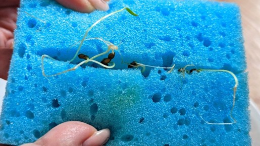 ����������� ������ ��������� ������ �����: ����� � ����� ��� ���������������� �����������