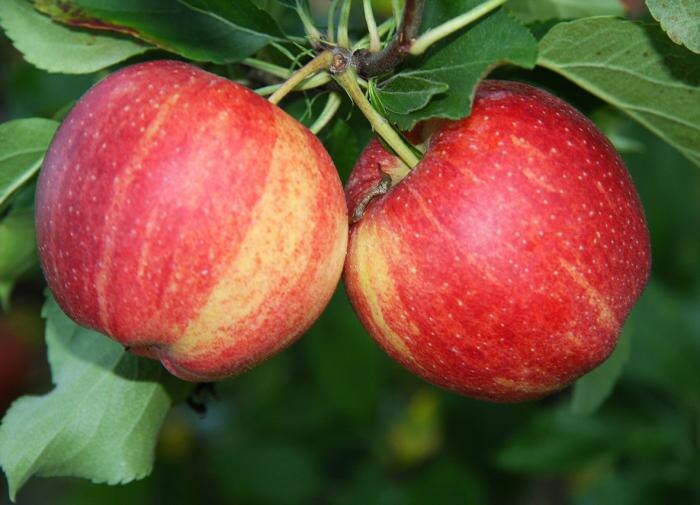 Как переработать опавшие яблоки в натуральное удобрение