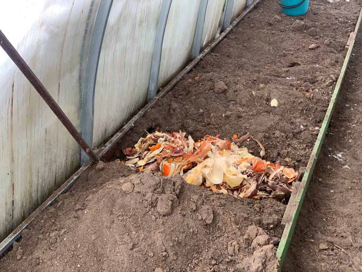 Как кухонные отходы могут повлиять на здоровье растений в теплице