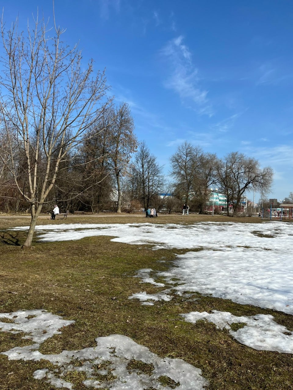 Первые мать-и-мачехи расцвели в вологодских парках… Апрель на подходе Первые мать-и-мачехи расцвели в вологодских парках… Апрель на подходе