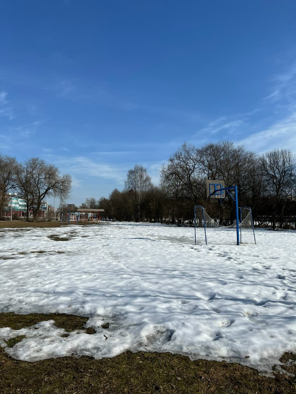 Первые мать-и-мачехи расцвели в вологодских парках… Апрель на подходе Первые мать-и-мачехи расцвели в вологодских парках… Апрель на подходе