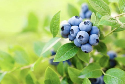 ������� ��������� ����������� ��������