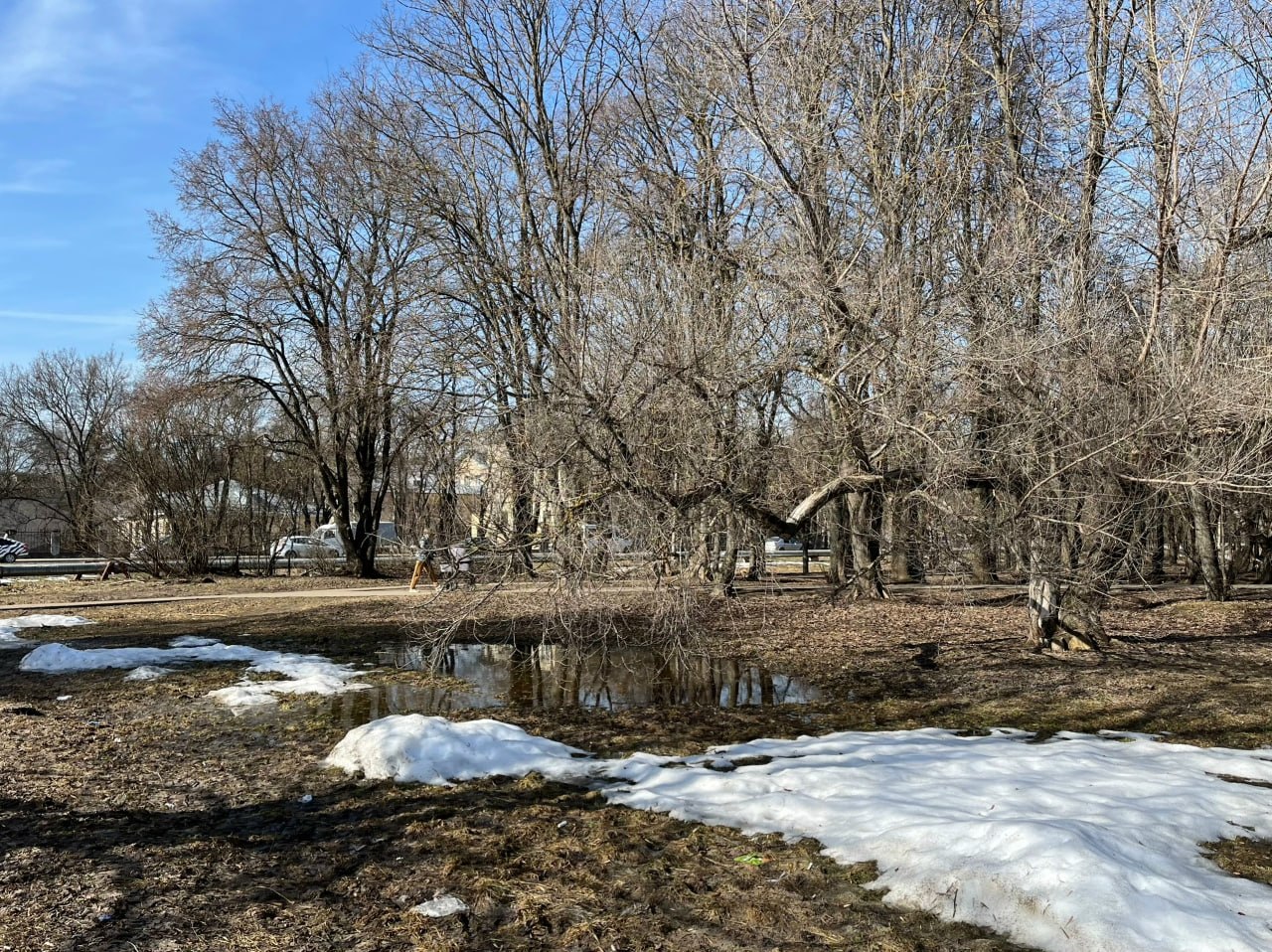 Первые мать-и-мачехи расцвели в вологодских парках… Апрель на подходе Первые мать-и-мачехи расцвели в вологодских парках… Апрель на подходе