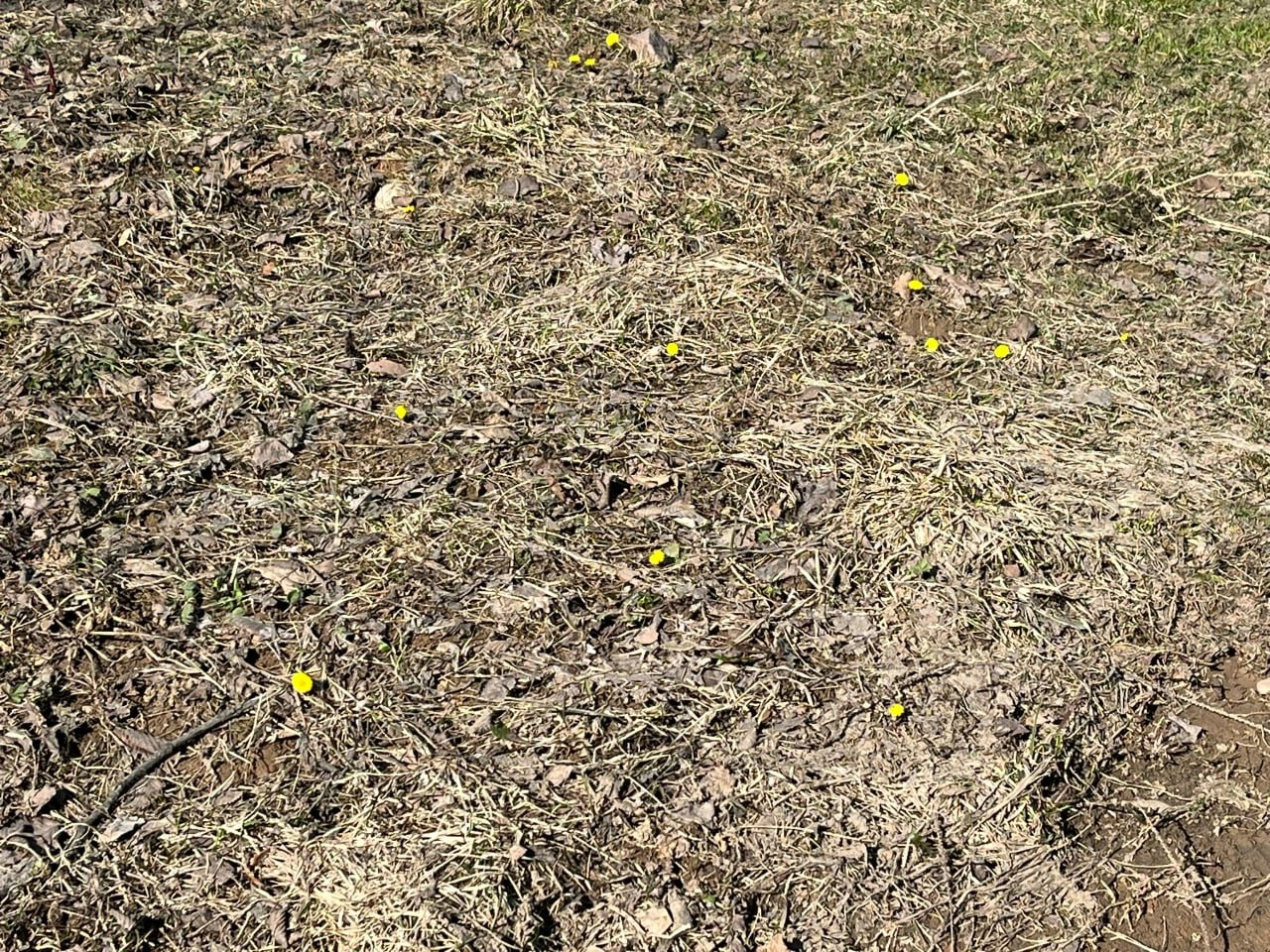 Первые мать-и-мачехи расцвели в вологодских парках… Апрель на подходе