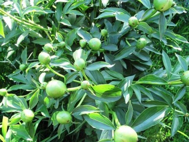 ��� ���������� �� �������� �� ������: ������������ ������