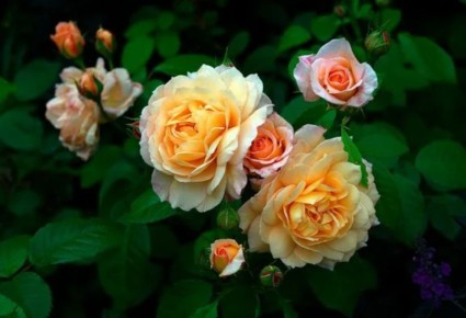 �������� ���� ������: ��� ������� ���� � ����� ����� ����?