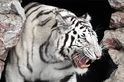 ���� ����������� ������ � ���� �������� ��������� �� ������� � ������� ��������