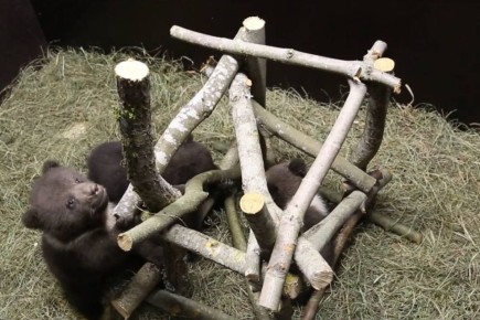 ���������-������ �� ����������� ������� �������� � ������ �������� �����