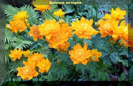 ����������� ����������: ������� ����� � �������