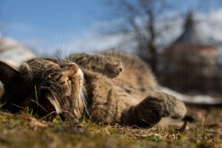 ���� �� ������� +13� +18�, ��������������� ��� �������