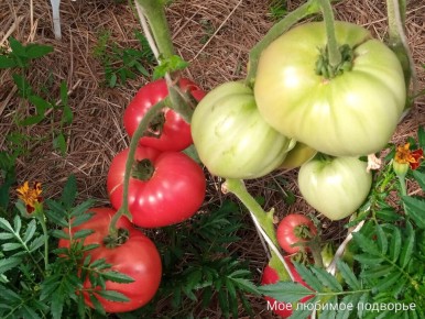 Томатный триумф: как сорт 'Мать Россия' покоряет сердца садоводов