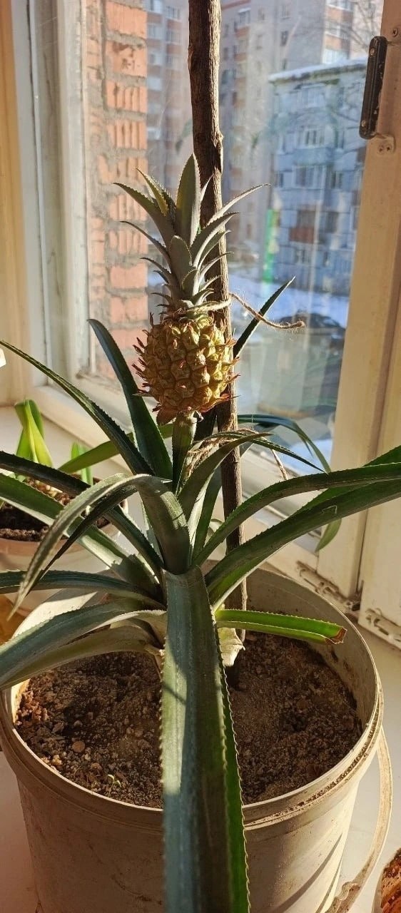 Ананас на подоконнике вырастили вологжанки Ананас на подоконнике вырастили вологжанки