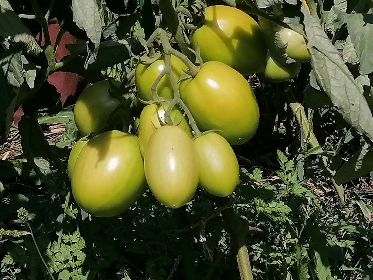 Почему сорт Диаболик разочаровал: искушение, которое не сбывается