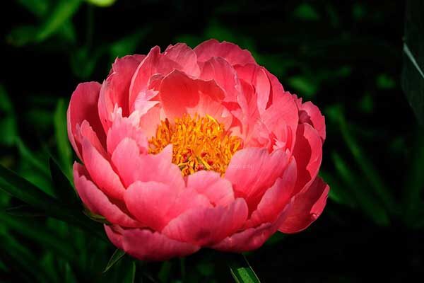 Пион Корал Суприм: секреты успешной посадки и ухода