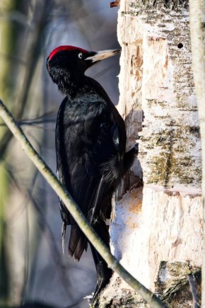 ���� +8� +13�, ���������, ������� ��������� �����