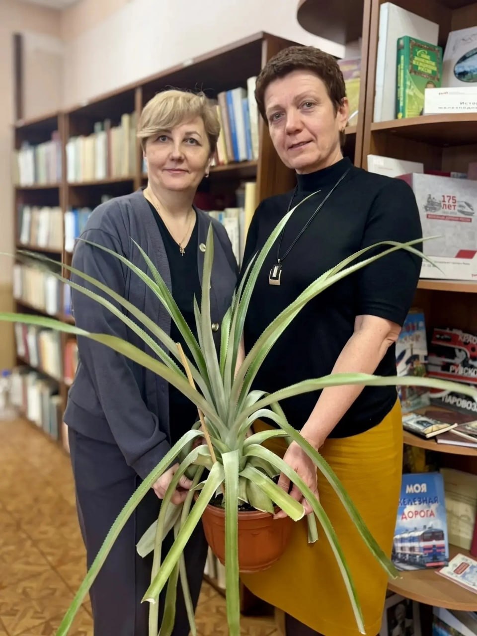 Ананас на подоконнике вырастили вологжанки Ананас на подоконнике вырастили вологжанки