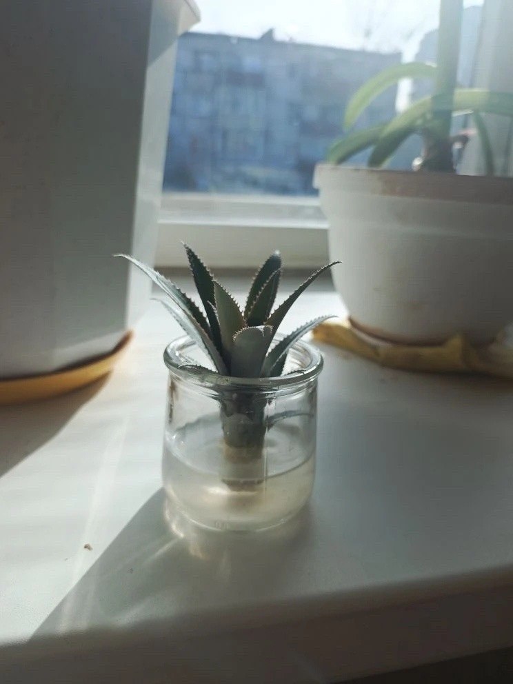 Ананас на подоконнике вырастили вологжанки Ананас на подоконнике вырастили вологжанки