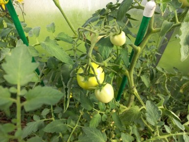 ��� �������� ������ �� ���������: ����������� ������ � ��������